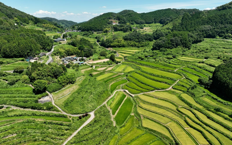 大垪和西（おおはがにし）の棚田